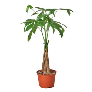 Money Tree in Pachira Braid