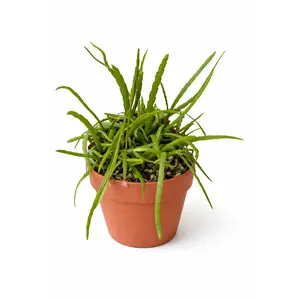 6” Rhipsalis Boliviana