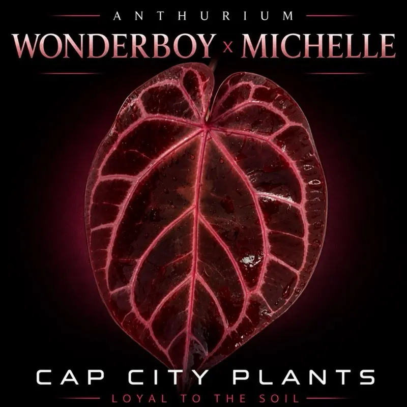 Anthurium Michelle x Wonderboy Tissue Culture