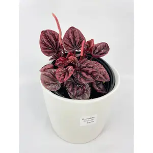 Peperomia Caperata 'Schumi Ripple Red'