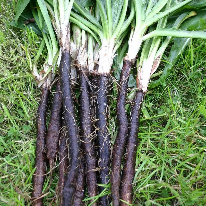 Black Salsify Oyster Plant - Scorzonera hispanica 'Enorma' Seeds - 150 Seeds