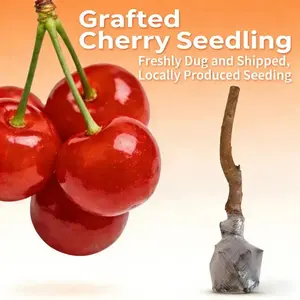 Live Grafted Cherry Tree Seedling Healthy Fruit Plant Sweet Cherry Variety Fast Growing Heavy Fruit Bearing Strong Root System High Survival Rate Easy To Grow For Home Garden Outdoor Yard Balcony Patio Fruit Tree Live Plant