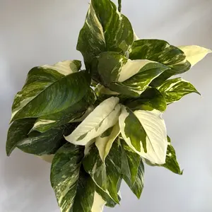 Variegated Monstera Lechleriana 6" pot Rare Plant Collector's Item with Striking Variegated Leaves in Pot