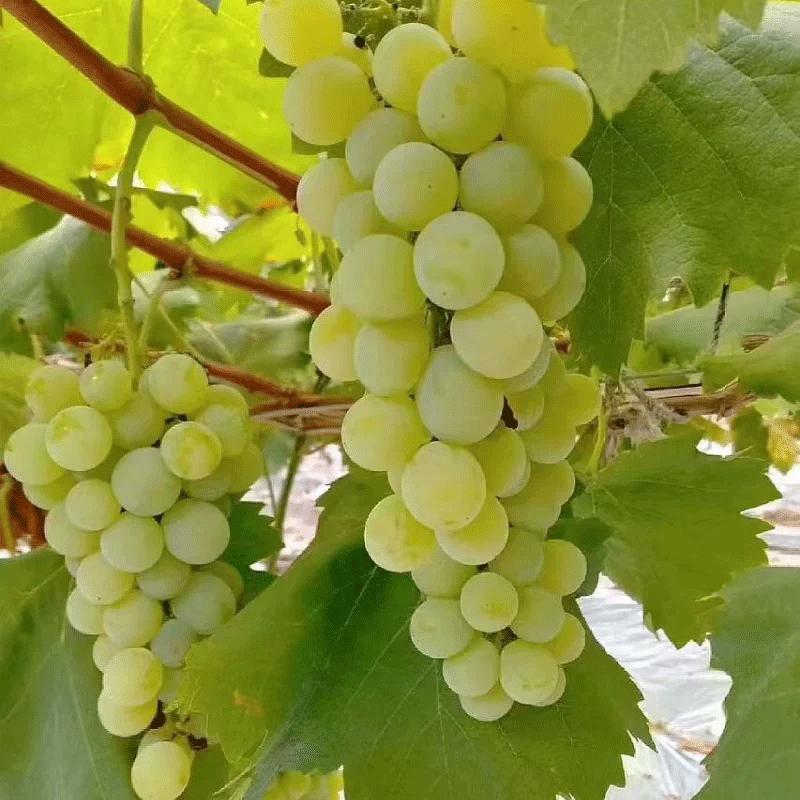 Citrine Grapevine Seedlings—2-Year-Old Perennials | High-Yielding, Sweet-Fruited, and Easy-to-Care-For Grapevine Seedlings