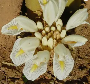 Amomum maximum | Java Cardamom | 20_Seeds