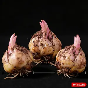 Pink Lily Bulbs - Light pink petals, easy to grow and care for, ideal for gardening novices and home decor enthusiasts, with stunning flower clusters on patios and balconies