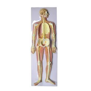 Human Nervous System Anatomy Model