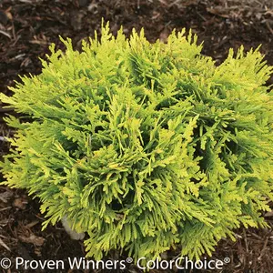 Annas Magic Ball® Arborvitae