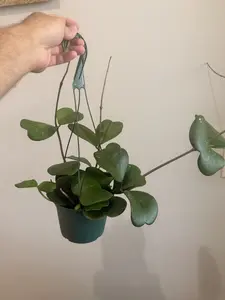 6" Hoya Kerrii, Vine Green