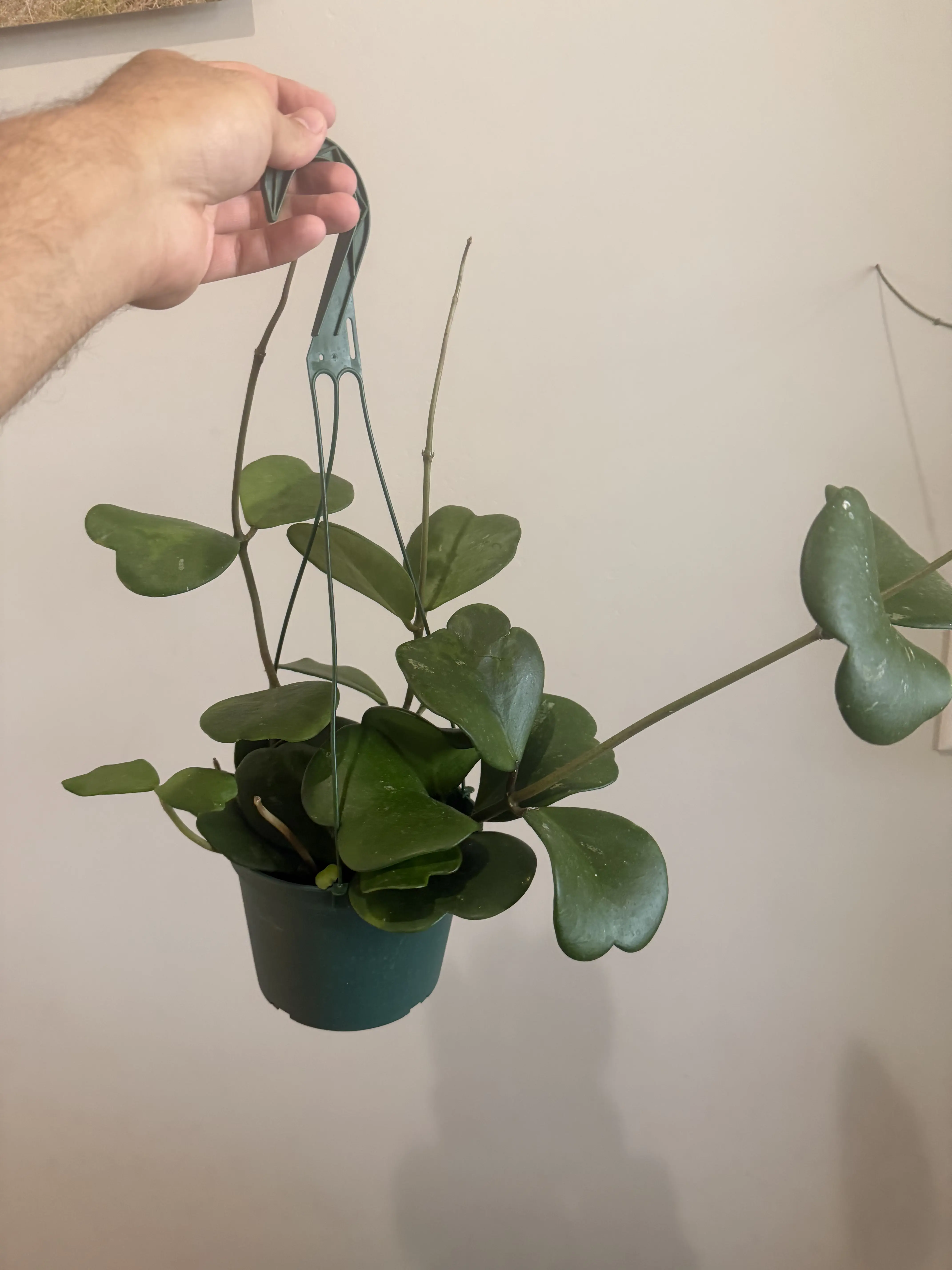 6" Hoya Kerrii, Vine Green