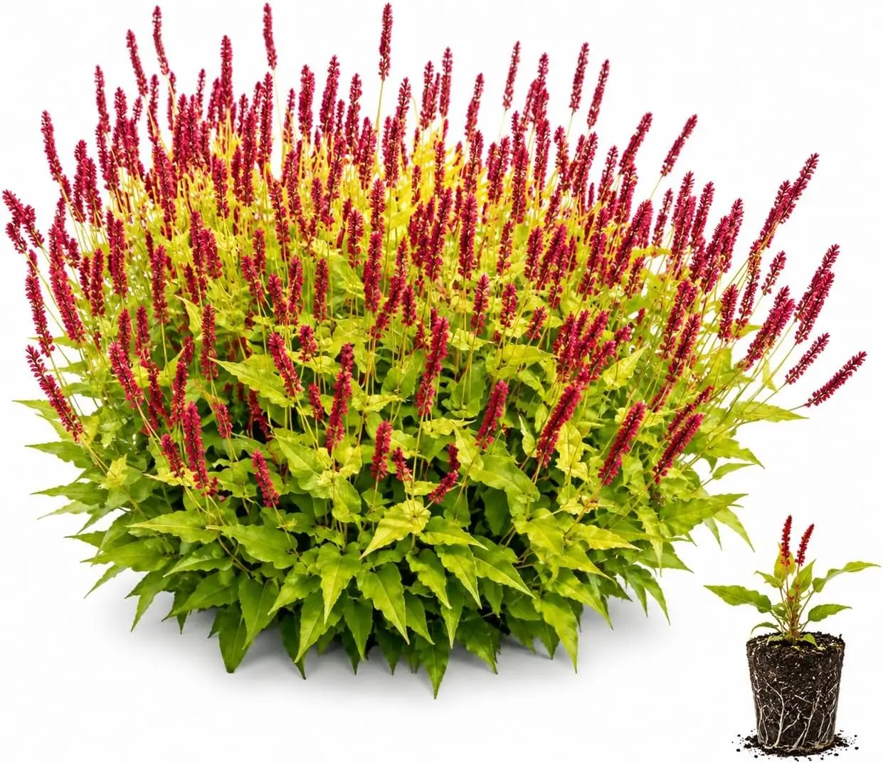 Glowing Reviews Persicaria Live Plant Plug – Vibrant Red-Pink Flowering Bistort – Long-Blooming Perennial