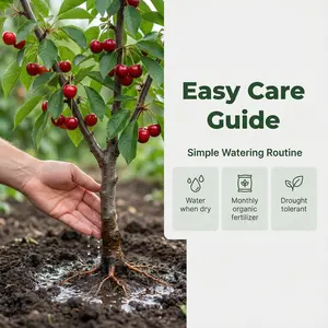 Dwarf Cherry Tree Live Plant | Sweet Fruit Bearing Tree for Patio Garden Backyard