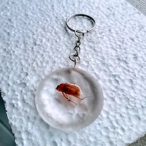 Real Beetle Insect Keychain - Perfect for Carrying Everyday