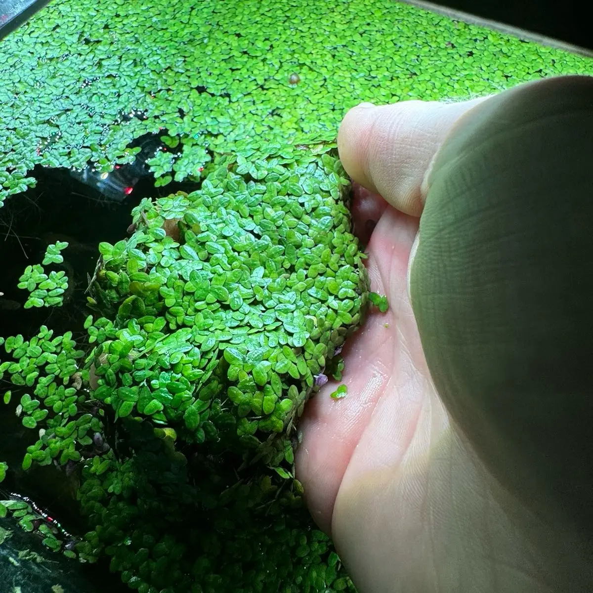 Duckweed + Floating Freshwater Aquarium Plant + Pest-Free Duckweed + Floating Freshwater Aquarium Plant + Pest-Free