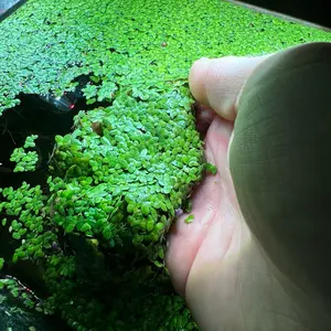 Duckweed + Floating Freshwater Aquarium Plant