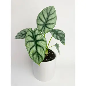 Alocasia Silver Dragon