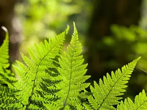 5 Fern Live Plants - Live Fern Plants - Cinnamon Ferns Bare Roots - Cinnamon Fern Starter Plant for Growing Indoor - No Ship To AK, HI & P.R.