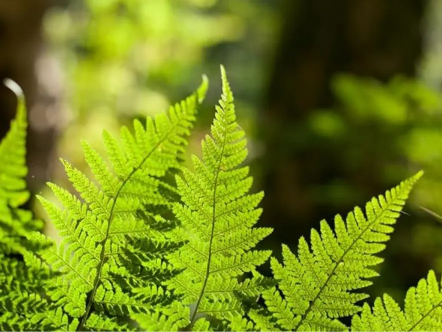 5 Fern Live Plants - Live Fern Plants - Cinnamon Ferns Bare Roots - Cinnamon Fern Starter Plant for Growing Indoor - No Ship To AK, HI & P.R.