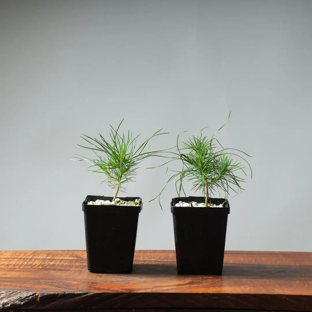 Scots Pine Starters