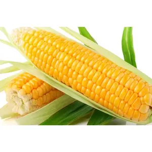 Heirloom Organic Golden Cross Bantam Sweet Corn Seeds