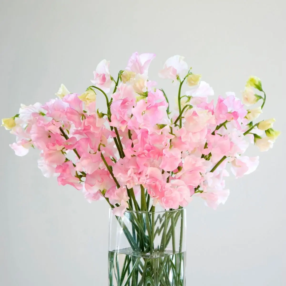 Sweet Pea Candle Fragrance Oil