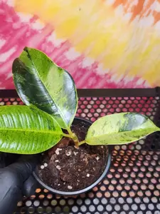 Rubber Plant Ficus Shivereana Moonshine