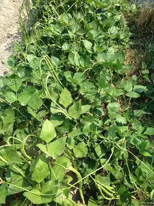 Bush Long Green Bean Seeds | Đậu Đũa Bụi Ngọt | Sweet Bush Yardlong Bean | Non-GMO | Heirloom