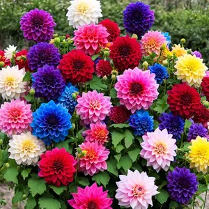200pcs Dahlia Seeds - A vibrantly colored mixed variety with large, bright annual flowers - Easy to grow, quick to germinate, and long blooming period - Great for outdoor gardens, potted plants, and creating eye-catching landscaping