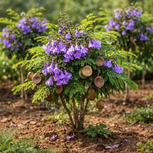 Jacaranda Seeds – Purple Flower Tree Seeds for Garden, Beautiful Easy Grow Plants