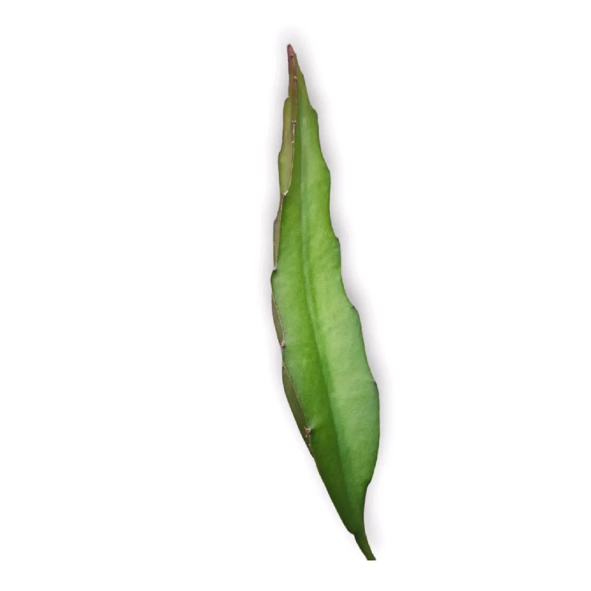 Dragon Fruit Cutting - Red Jaina - 12+ in.