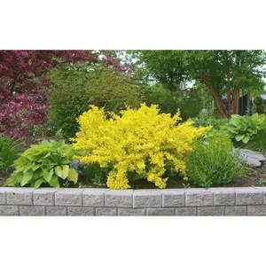 1 Gal. Dwarf Golden Barberry Shrub with Exceptionally Bright Yellow Foliage