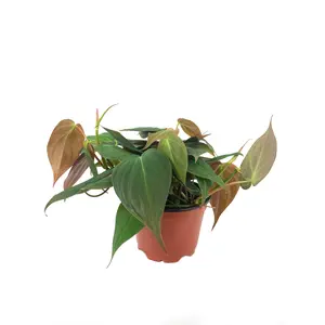 Philodendron Micans - Live Plant in a 4 Inch Growers Pot - Philodendron 'Micans' - Florist Quality Indoor Air Purifying Houseplant from Florida