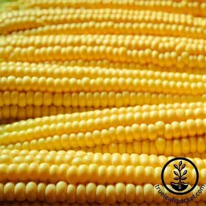 Corn Seeds - Popcorn - Robust Yellow Hulless Hybrid