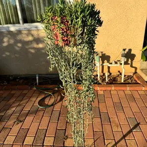 Fish hook succulent 8 inch pot Long trails