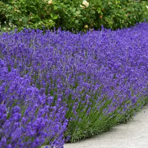 English Lavender Seeds - 1000 Pcs Perennial, Drought-Tolerant & Pollinator Friendly Herb Seeds for Planting Fragrant and Delicate Flowers with Lavender Blooms for Xeriscaping Gardens