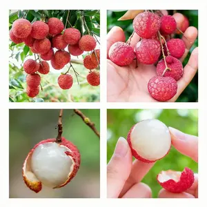 Heirloom  Non-GMO ‌Lychee sapling for Potted Plants Greenhouses & Outdoor Gardens Easy to Cultivate Fruit saplings Ideal for Gardening Enthusiasts