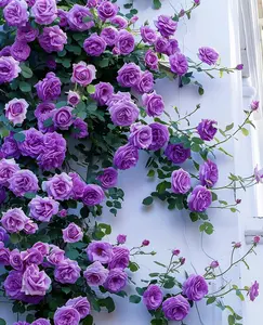 200 seeds, climbing wall roses, decorating your home with a wall of blooms”