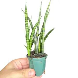 2" Sansevieria 'Fernwood', Snake Plant, Live Houseplant, Indoor Plant