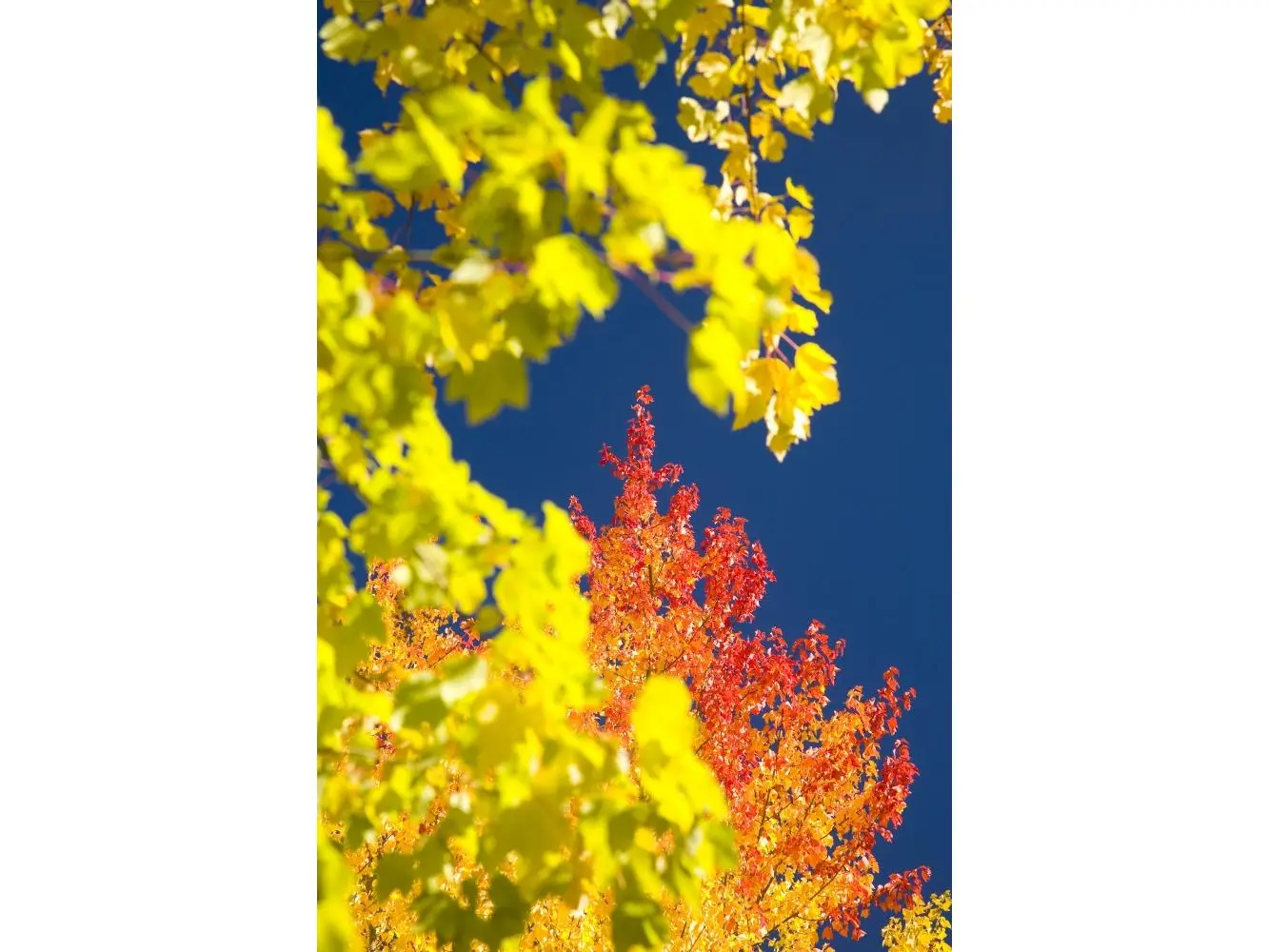 Autumn Trees Poster Print - Large - 26 x 40