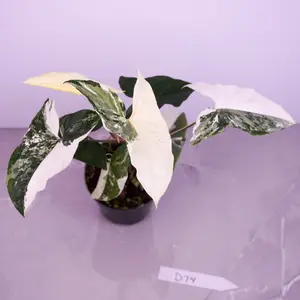 RARE Syngonium Albo 4” | White Variegated Syngonium | Live Plant
