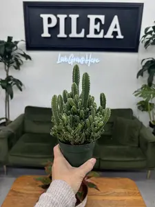 Fairy Cactus – 4" Adorable Star-Shaped Succulent, Drought-Tolerant & Low-Maintenance