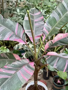 Rare Musa Nono Pink Variegated Live Plant 2-Inch Pot | Pink Variegated Banana Plant | Collector Tropical Plant