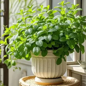 Mint Seeds for Planting, Non-GMO High Germination Heirloom Herb Seeds for Indoor Outdoor Garden Growing