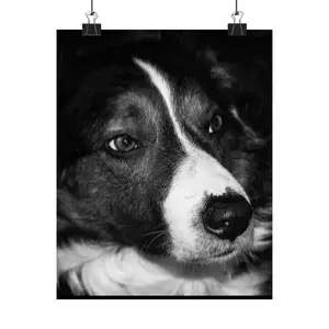 Black and White Dog Portrait Poster, Pet Lover Art, Home Decor, Gift for Dog Owners, Animal Wall Art, Modern Living Room Decor