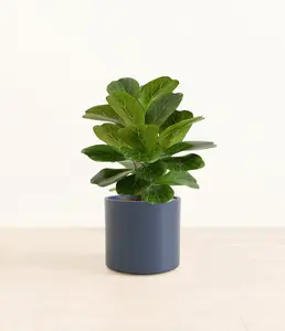 Fiddle Leaf Fig