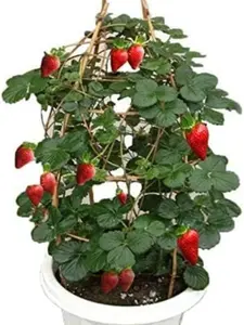 S-pone 250+ Red Climbing Strawberry Seeds Everbearing Fruit Plant Home Garden Sweet and Delicious