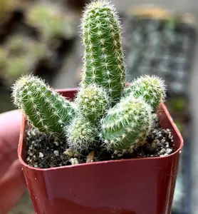 Live Peanut Cactus Clusters Plant - Minimalist Cactus Plant - 4 Inch Pot