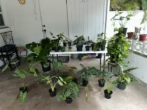 Philodendron Marble Pink Princess