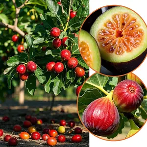 First-Year Fruit!  Organic Fig Trees | Grows in USA Backyards | 5-Year Mature, Easy-Care | Perfect for Gardeners