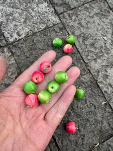 10pcs Mini Apple Fruit Charms, 3D Simulated Apple Pendant, DIY Jewelry Making, Earring Bracelet Keychain Accessories